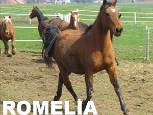 Romelia