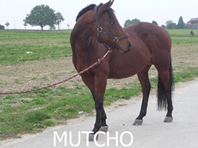 Mutcho