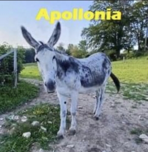 Apolonia