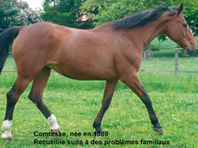 Comtesse