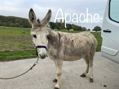 Apache