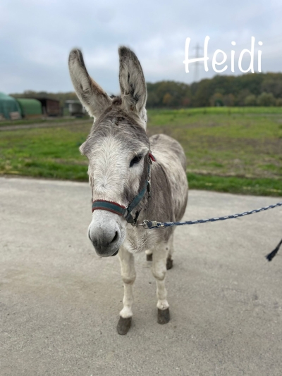 Heidi