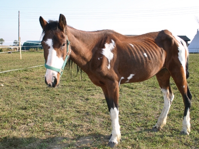 Cheyenne