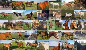 Des dizaines de chevaux de Mivido sauvés
